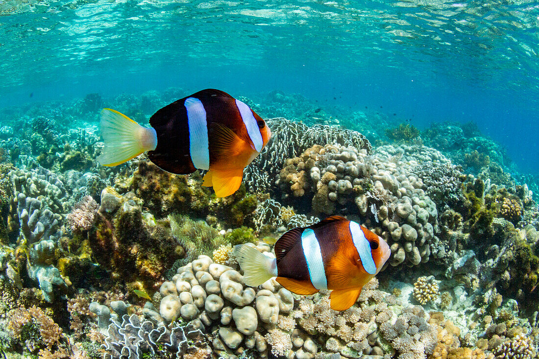 Ein ausgewachsener Clarks-Anemonenfisch (Amphiprion clarkii) schwimmt über das Riff bei der Insel Bangka, Indonesien, Südostasien, Asien