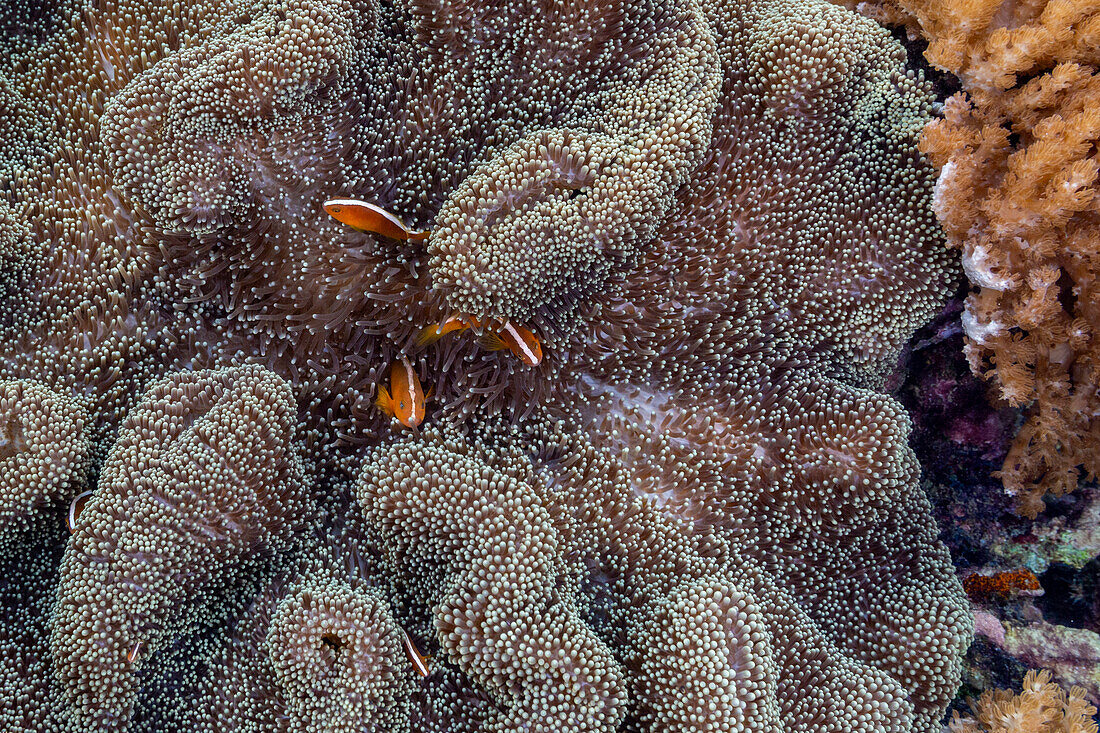 An adult orange skunk anemonefish (Amphiprion sandaracinos) swimming on the reef off Bangka Island, Indonesia, Southeast Asia, Asia