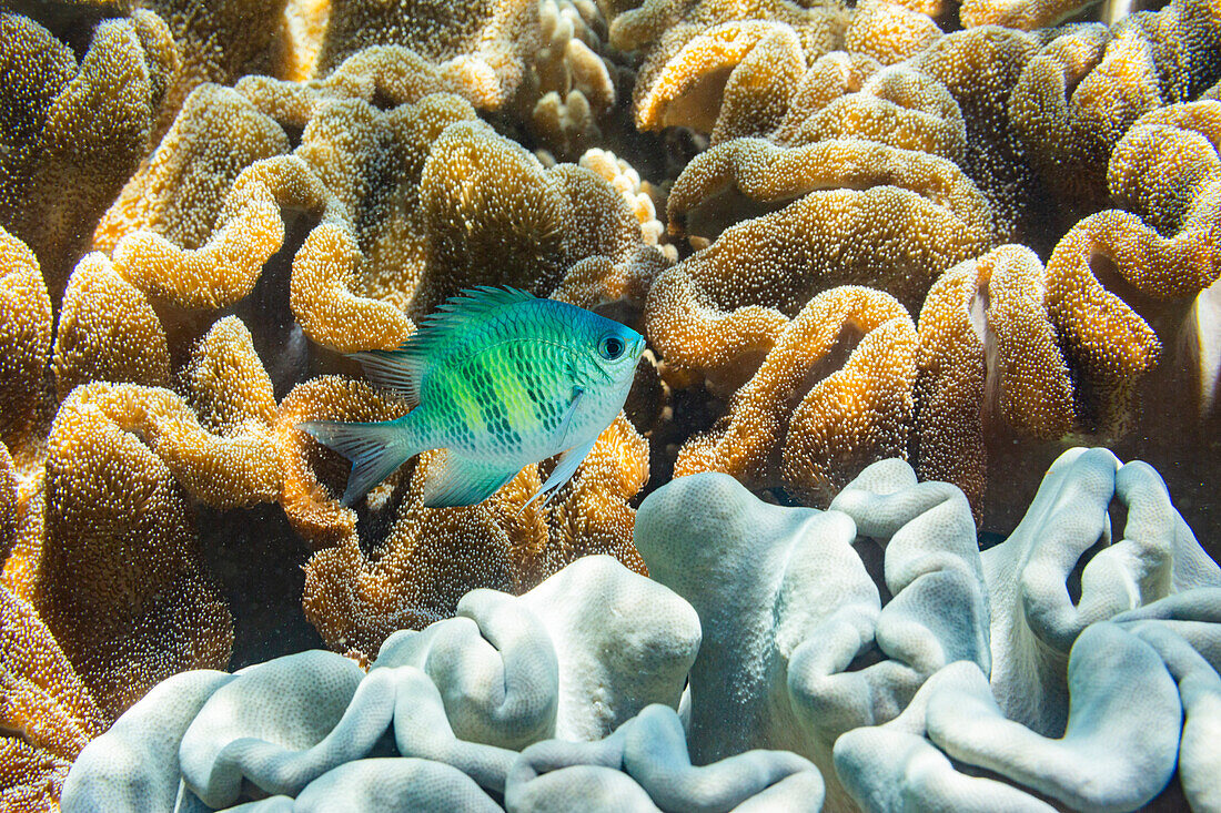 Ein ausgewachsener Indo-Pazifischer Sergeant Major (Abudefduf vaigiensis) am Riff vor dem Arborek Riff, Raja Ampat, Indonesien, Südostasien, Asien