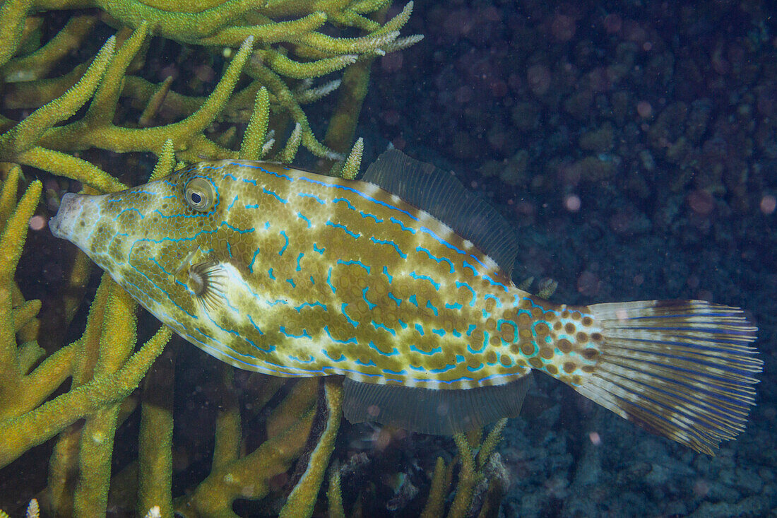An adult scrawled filefish (Aluterus scriptus), on the reef off Kri Island, Raja Ampat, Indonesia, Southeast Asia, Asia