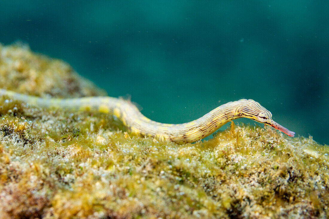 An adult banded pipefish (Dunckerocampus dactyliophorus), on the reef off Wohof Island, Raja Ampat, Indonesia, Southeast Asia