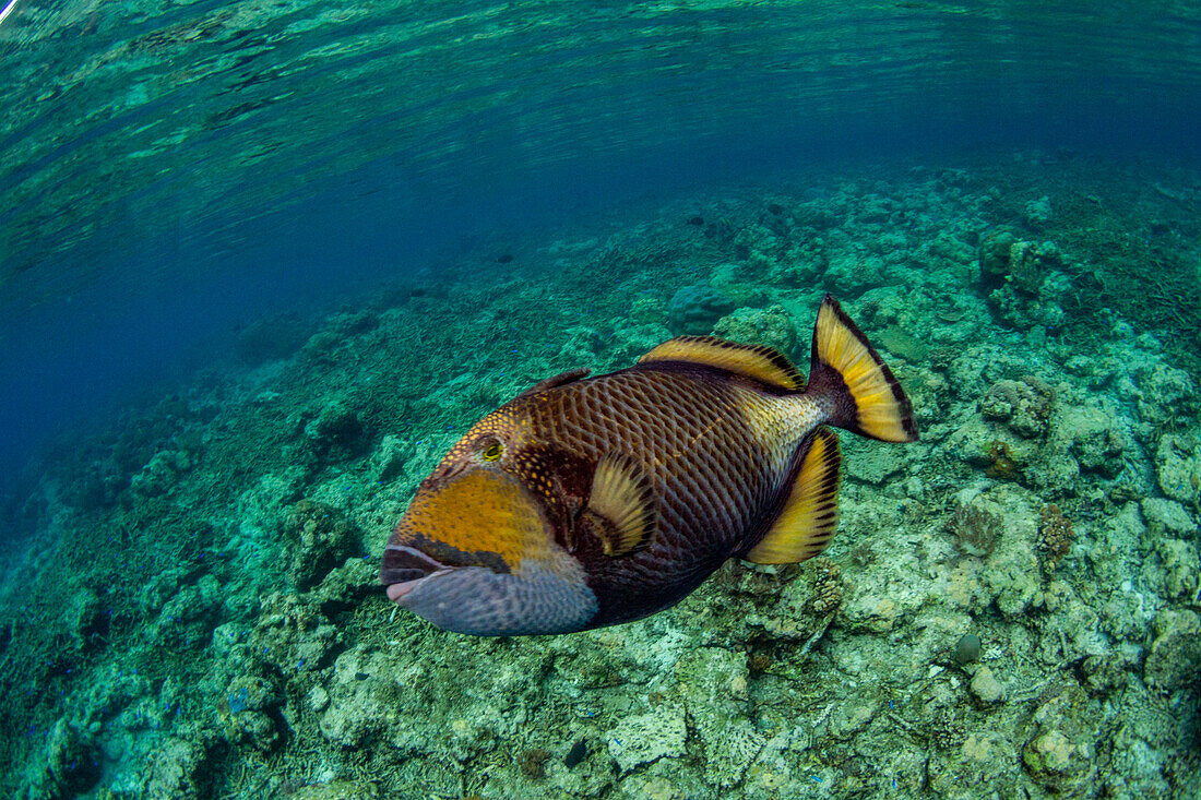 An adult titan triggerfish (Balistoides viridescens), on the reef off Bangka Island, Indonesia, Southeast Asia