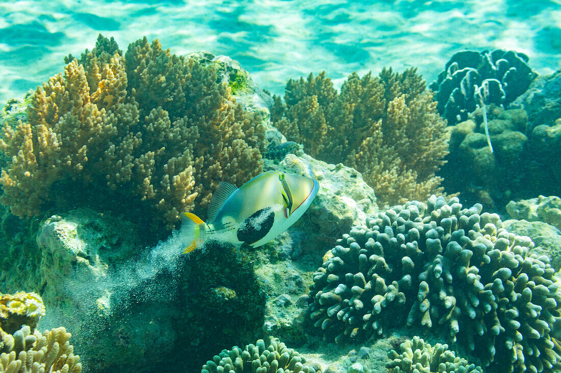 An adult blackpatch triggerfish (Rhinecanthus verrucosus), swimming while pooping sand on the reef off Bangka Island, Indonesia, Southeast Asia