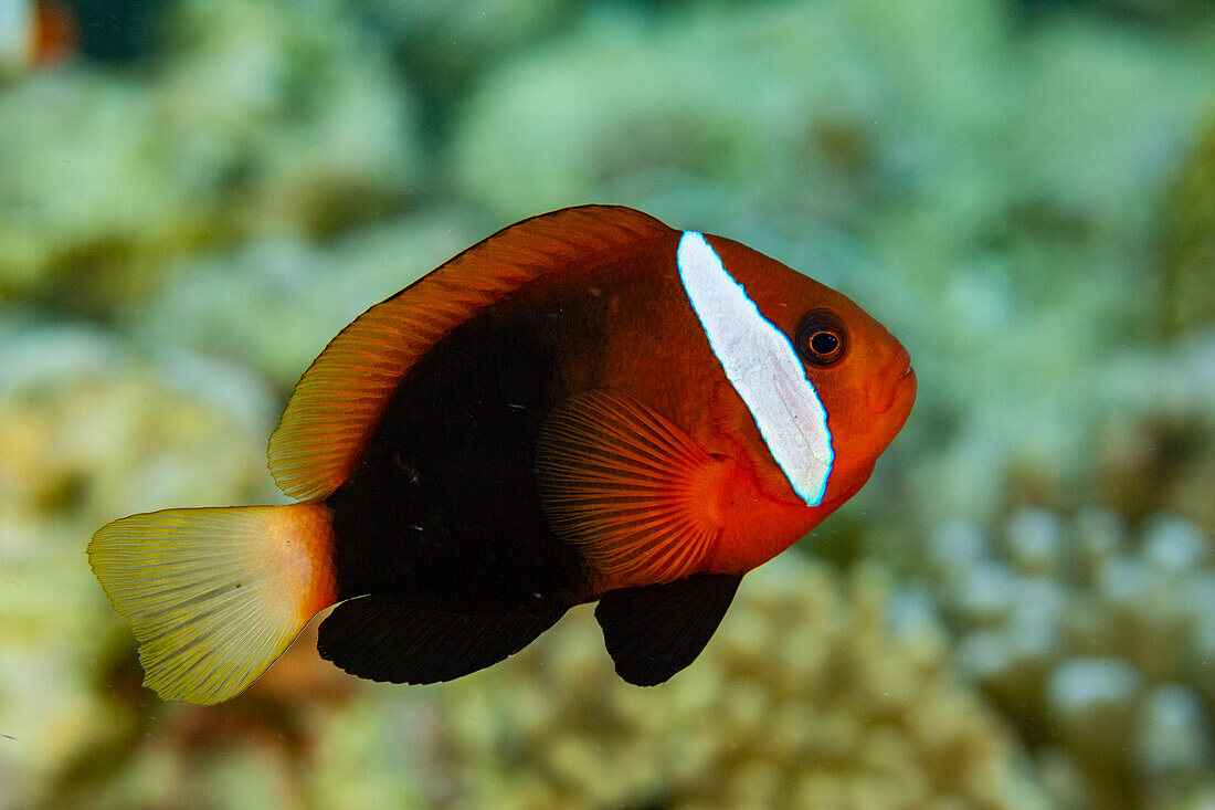 Ein ausgewachsener Schwarzrücken-Anemonenfisch (Amphiprion melanopus), schwimmend am Riff vor der Insel Bangka, Indonesien, Südostasien