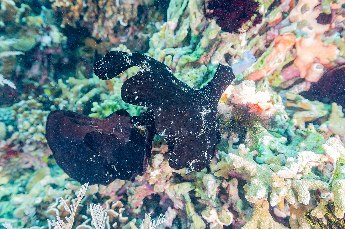 An adult painted frogfish (Antennarius pictus) camouflaged in black on the reef off Bangka Island, Indonesia, Southeast Asia