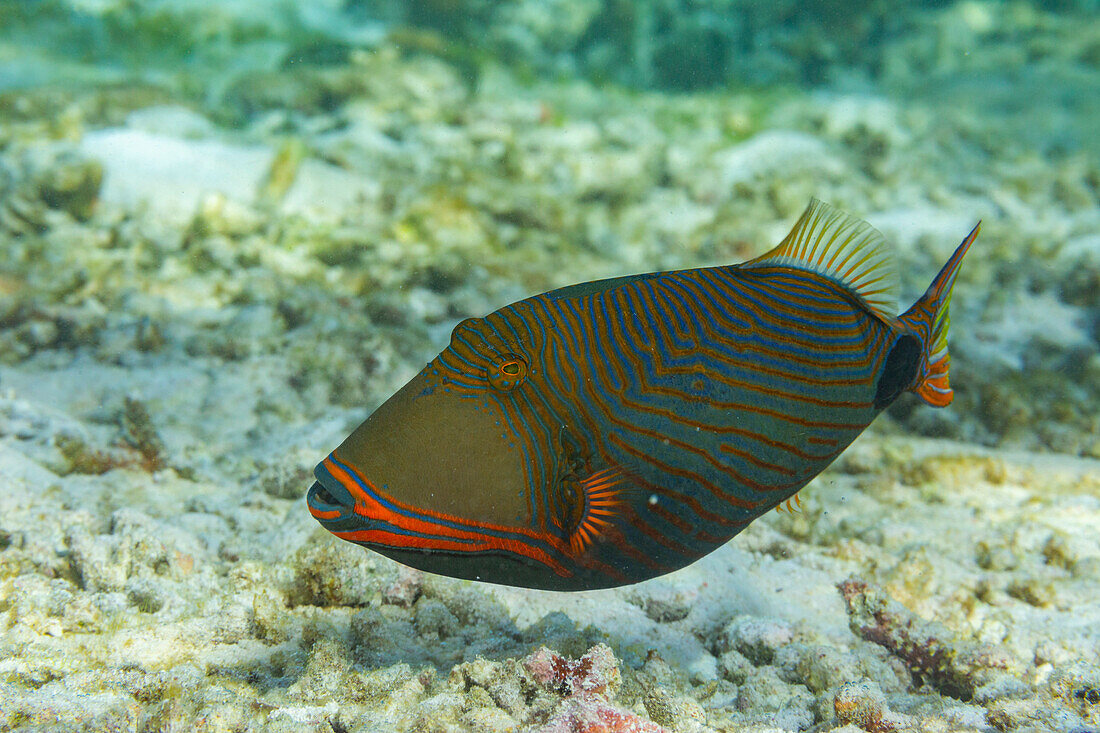 Ein ausgewachsener Orangestreifen-Drückerfisch (Balisttapus undulatus), am Riff vor der Insel Bangka, Indonesien, Südostasien