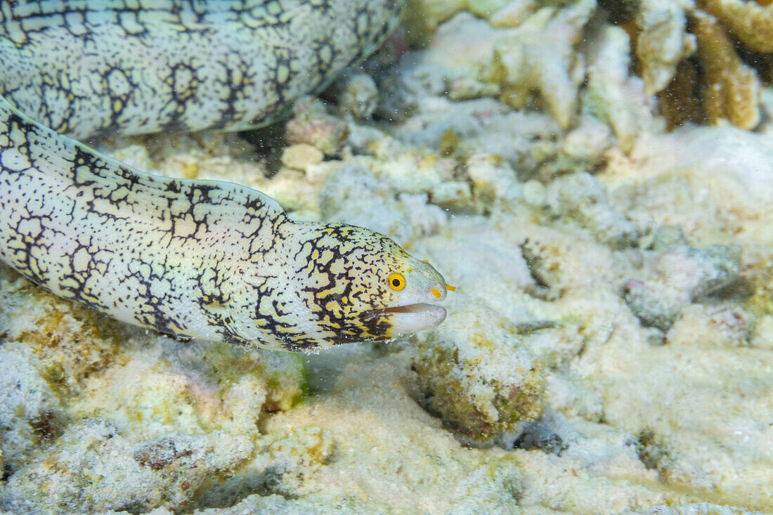 An adult snowflake moray eel (Echidna nebulosa), on the reef off Port Airboret, Raja Ampat, Indonesia, Southeast Asia