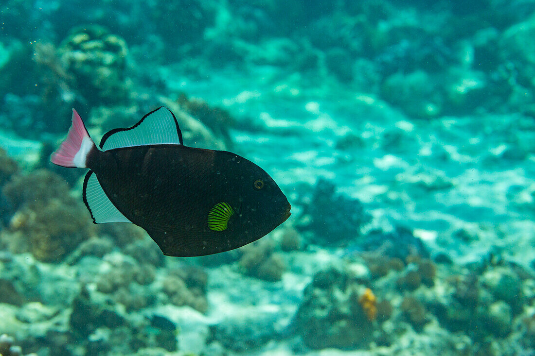 Ein ausgewachsener Drückerfisch (Melichthys vidua) schwimmt am Riff vor der Insel Bangka, Indonesien, Südostasien