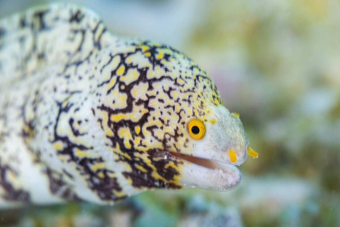 An adult snowflake moray (Echidna nebulosa), on the reef off Port Airboret, Raja Ampat, Indonesia, Southeast Asia