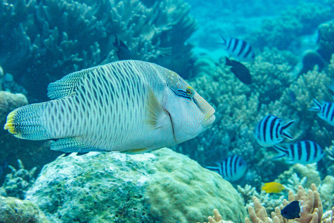 An adult Napoleon wrasse (Cheilinus undulatus), off the reef on Kawe Island, Raja Ampat, Indonesia, Southeast Asia