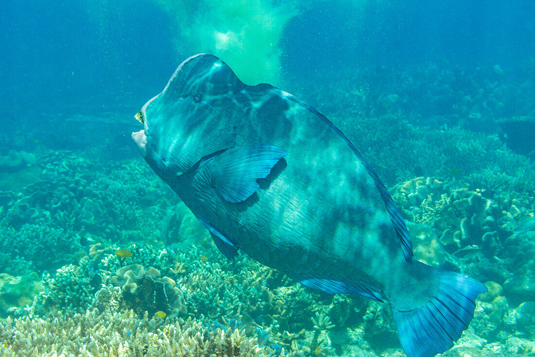 Ein ausgewachsener Büffelkopf-Papageifisch (Bolbometopan muricatum), vor dem Riff der Insel Kawe, Raja Ampat, Indonesien, Südostasien