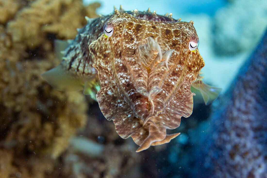 Ein ausgewachsener Breitklumpentintenfisch (Sepia latimanus), vor dem Riff der Insel Bangka, nahe Manado, Indonesien, Südostasien