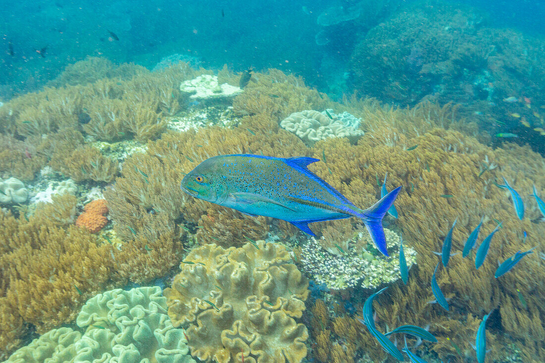 An adult bluefin trevally (Caranx melampygus), on the reef at Batu Hatrim, Raja Ampat, Indonesia, Southeast Asia