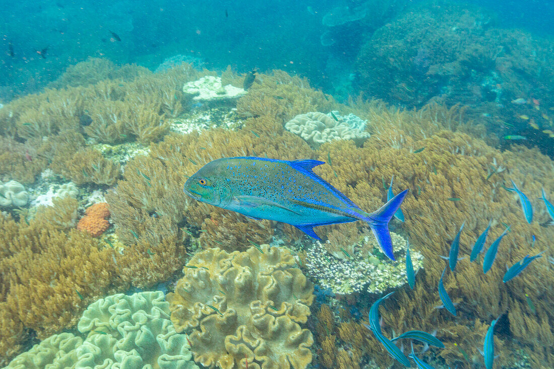 Ein ausgewachsener Blauflossen-Kaiserfisch (Caranx melampygus), am Riff von Batu Hatrim, Raja Ampat, Indonesien, Südostasien