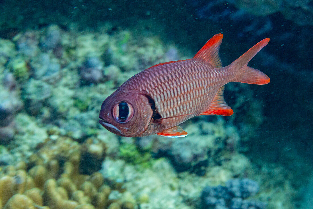 An adult soldierfish (Myripristis spp), off the reef on Kawe Island, Raja Ampat, Indonesia, Southeast Asia