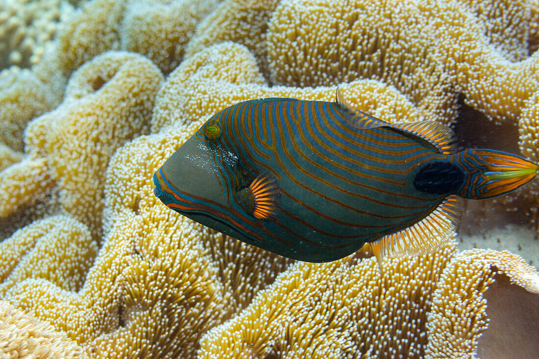 An adult orangestripe triggerfish (Balistapus undulatus) , off the reef on Wohof Island, Raja Ampat, Indonesia, Southeast Asia