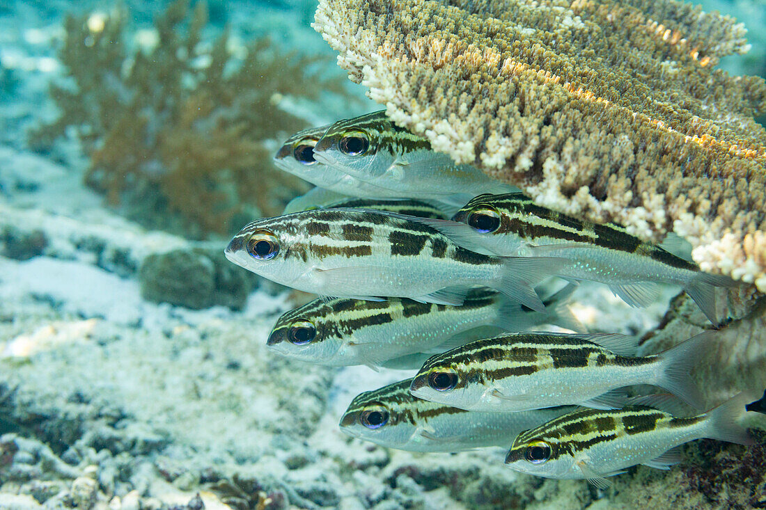 A school of adult bridled monocle bream (Scolopsis bilineata), off the reef on Bangka Island, near Manado, Indonesia, Southeast Asia