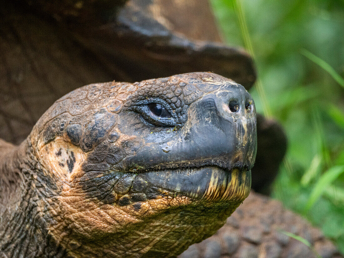 Wild Galapagos giant tortoise (Chelonoidis spp), found in Rancho Manzanillo, Santa Cruz Island, Galapagos Islands, UNESCO World Heritage Site, Ecuador, South America