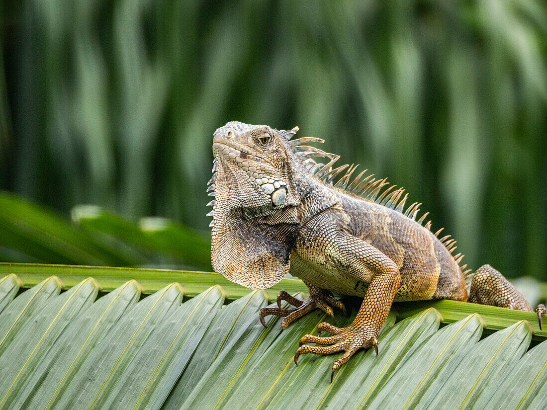 Ein erwachsener männlicher Grüner Leguan (Iguana iguana), sonnt sich am Flughafen in Guayaquil, Ecuador, Südamerika