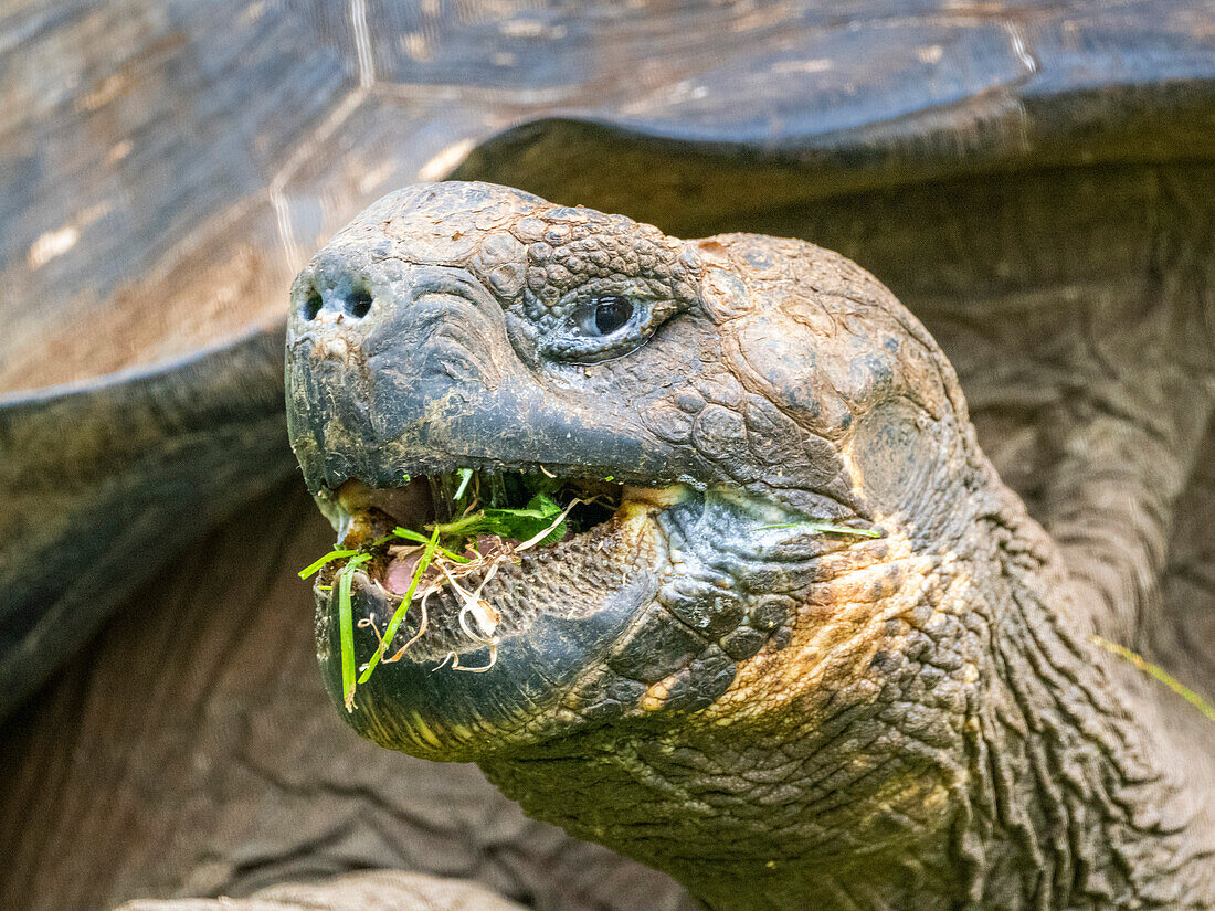 Wilde Galapagos-Riesenschildkröte (Chelonoidis spp), gefunden in Rancho Manzanillo, Insel Santa Cruz, Galapagos-Inseln, UNESCO-Weltkulturerbe, Ecuador, Südamerika