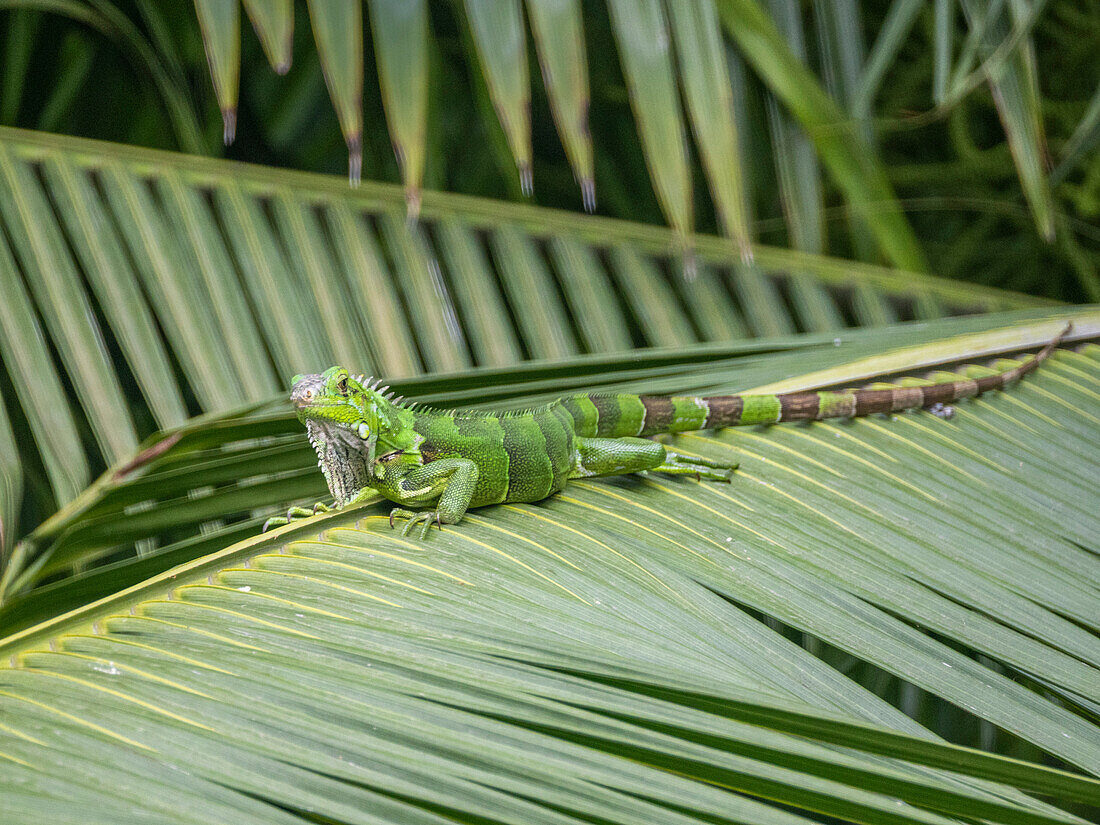 Ein erwachsener männlicher Grüner Leguan (Iguana iguana), sonnt sich am Flughafen in Guayaquil, Ecuador, Südamerika