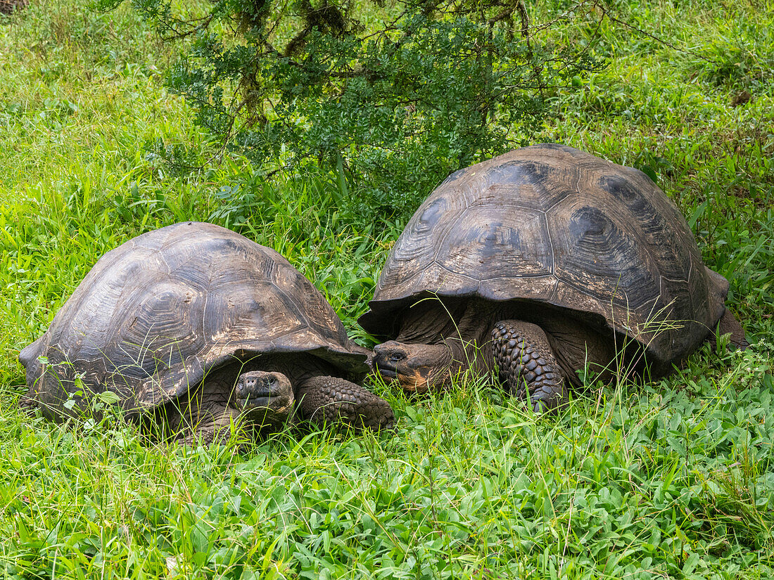 Wild Galapagos giant tortoises (Chelonoidis spp), found in Rancho Manzanillo, Santa Cruz Island, Galapagos Islands, UNESCO World Heritage Site, Ecuador, South America