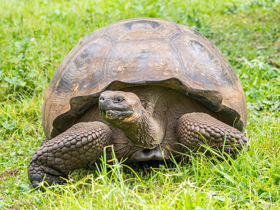 Wild Galapagos giant tortoise (Chelonoidis spp), found in Rancho Manzanillo, Santa Cruz Island, Galapagos Islands, UNESCO World Heritage Site, Ecuador, South America