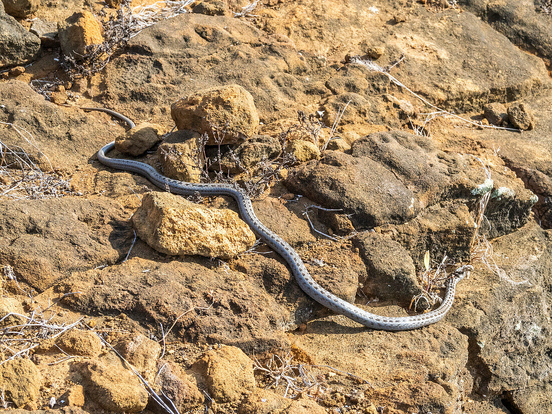 An adult Galapagos racer (Pseudalsophis biserialis), at Punta Pitt, San Cristobal Island, Galapagos Islands, UNESCO World Heritage Site, Ecuador, South America