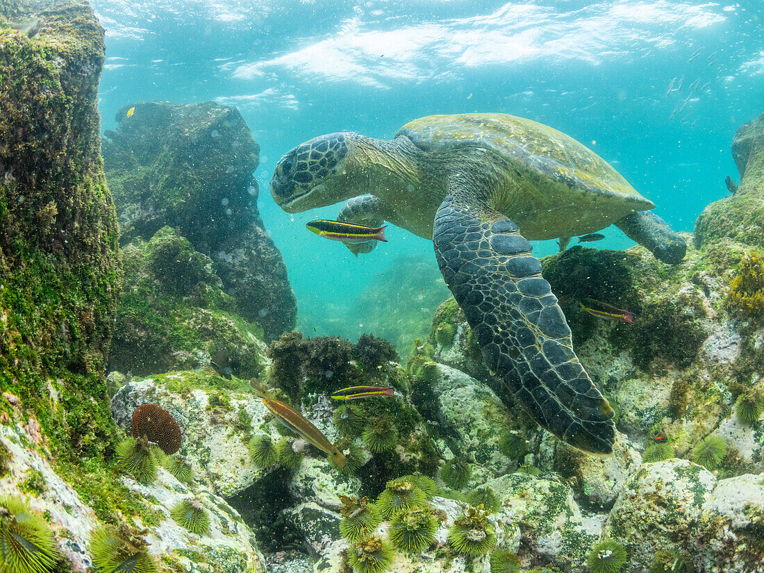 Ausgewachsene Grüne Meeresschildkröte (Chelonia mydas), die sich in der Nähe der Insel Fernandina von Algen ernährt, Galapagos-Inseln, UNESCO-Welterbe, Ecuador, Südamerika