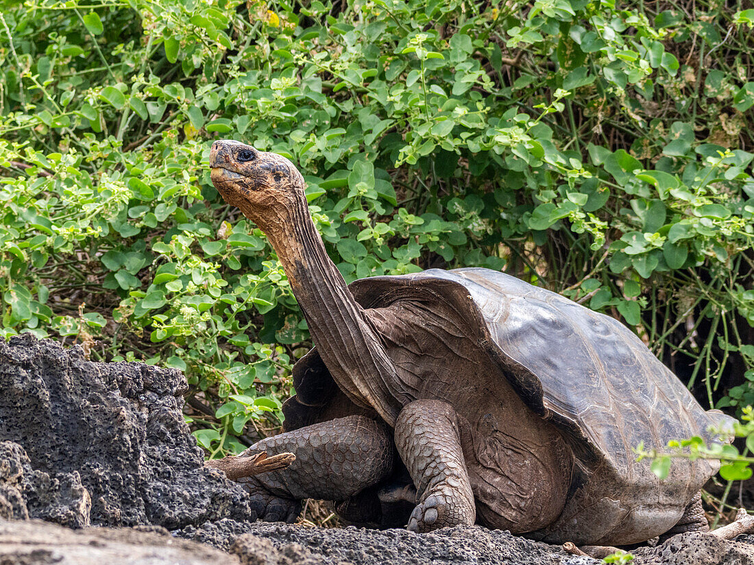 Captive Galapagos giant tortoise (Chelonoidis spp), Charles Darwin Research Station, Santa Cruz Island, Galapagos Islands, UNESCO World Heritage Site, Ecuador, South America
