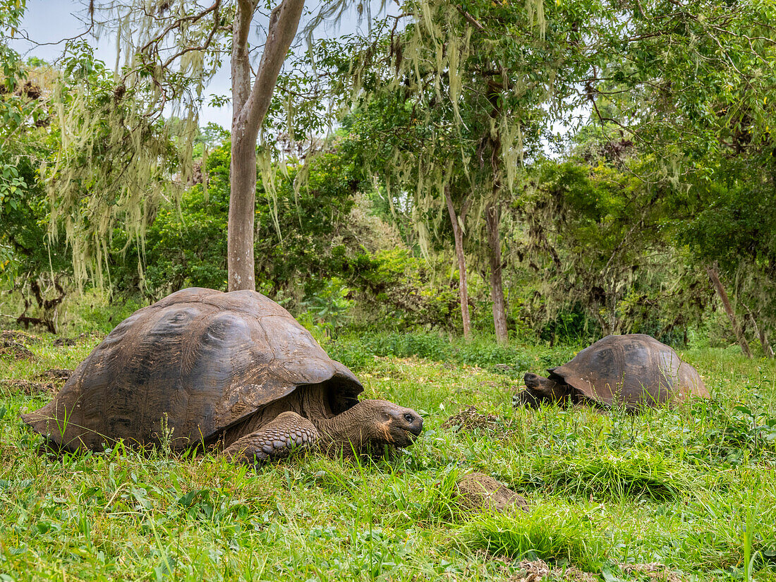 Wilde Galapagos-Riesenschildkröten (Chelonoidis spp), gefunden in Rancho Manzanillo, Santa-Cruz-Insel, Galapagos-Inseln, UNESCO-Weltnaturerbe, Ecuador, Südamerika