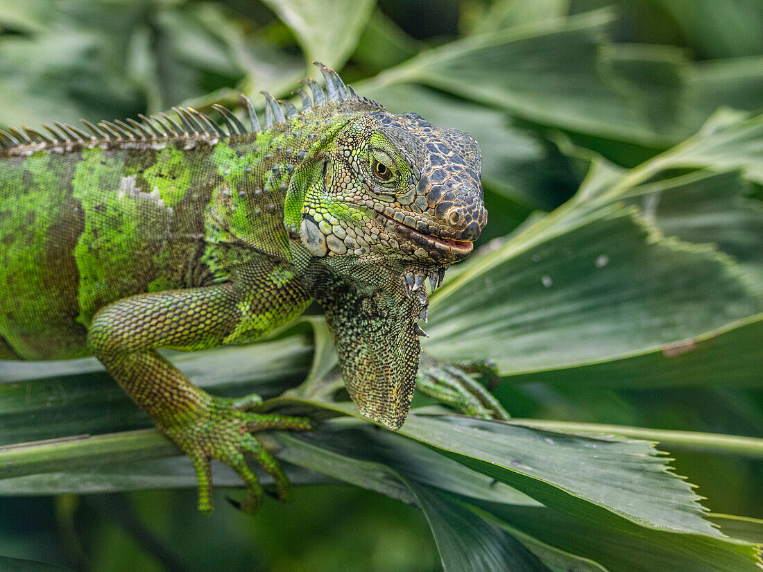 Ein erwachsener männlicher Grüner Leguan (Iguana iguana), sonnt sich am Flughafen in Guayaquil, Ecuador, Südamerika