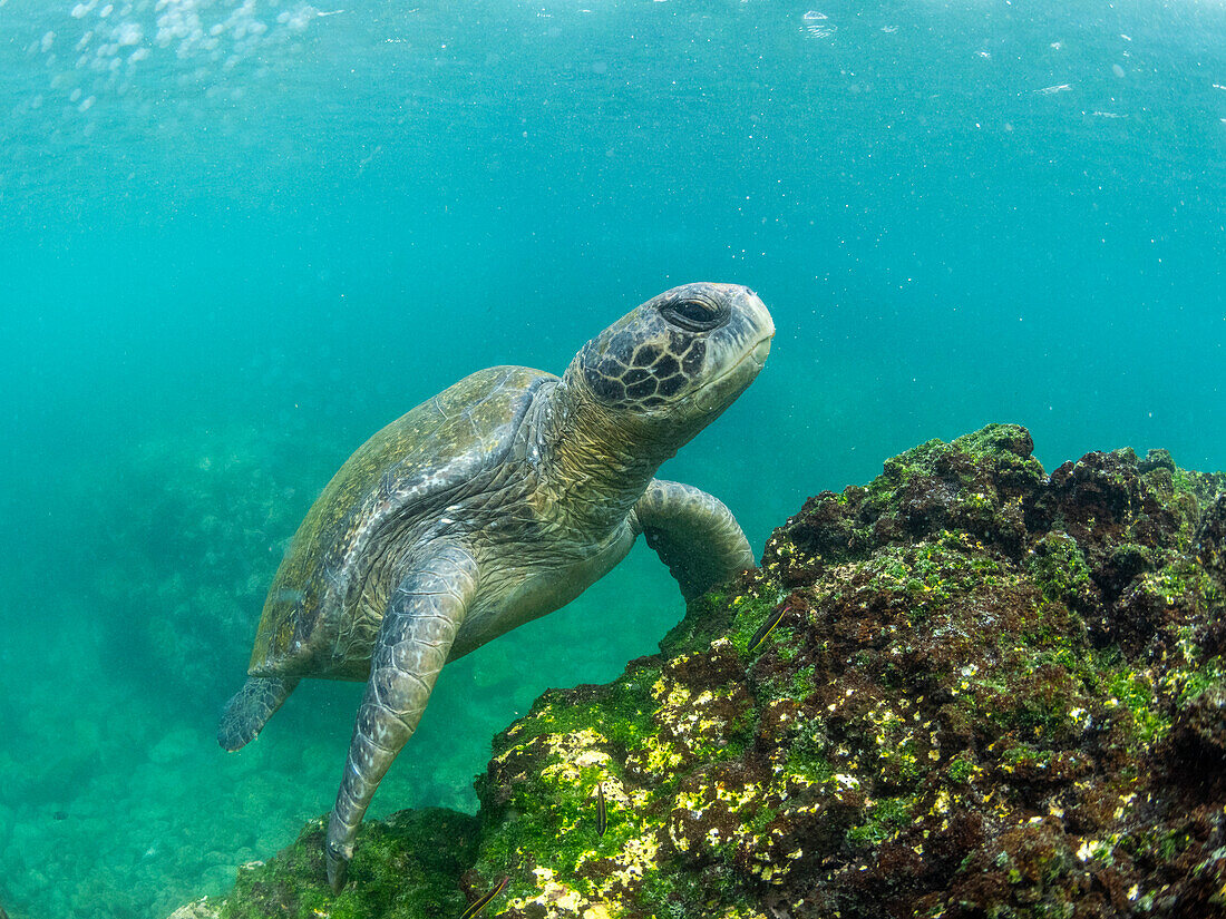 Adult green sea turtle (Chelonia mydas), feeding on algae near Fernandina Island, Galapagos Islands, UNESCO World Heritage Site, Ecuador, South America