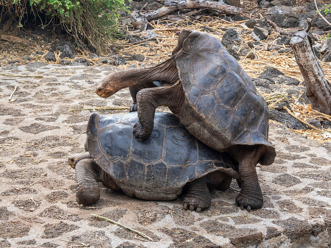 Galapagos-Riesenschildkröten (Chelonoidis spp) in Gefangenschaft, Charles-Darwin-Forschungsstation, Insel Santa Cruz, Galapagos-Inseln, UNESCO-Weltnaturerbe, Ecuador, Südamerika