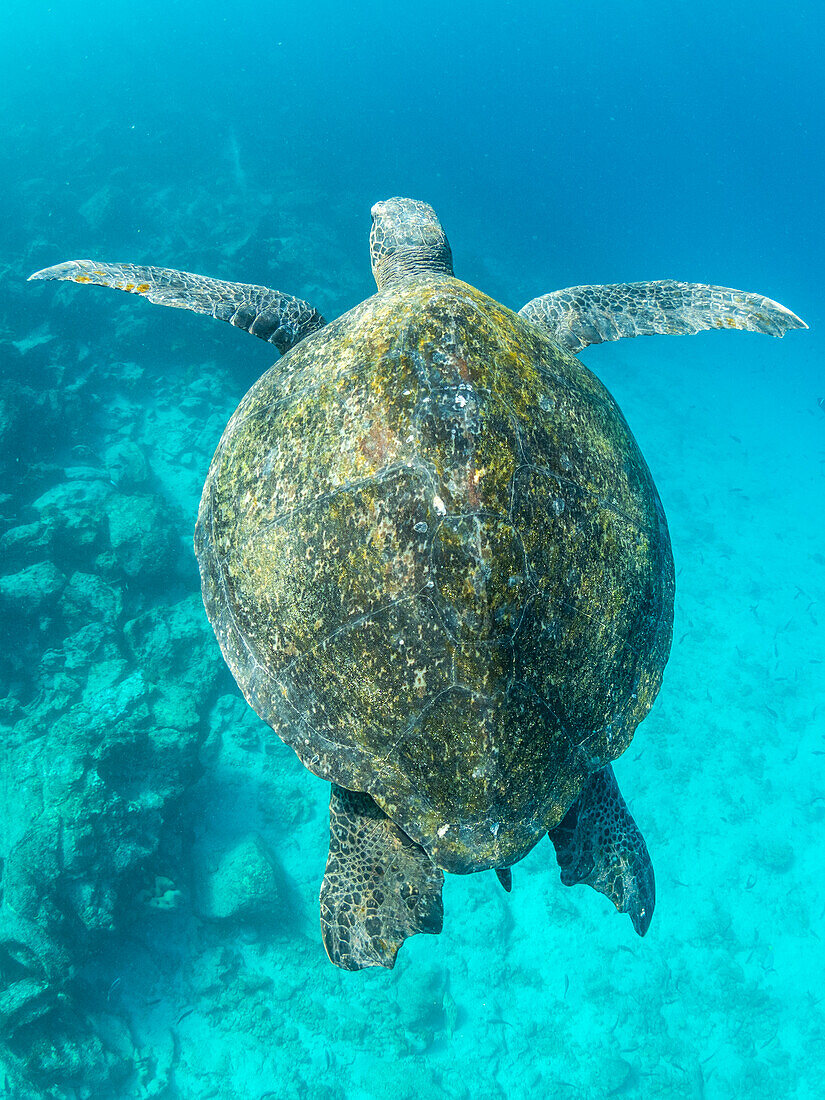 Ausgewachsene Grüne Meeresschildkröte (Chelonia mydas), die in der Nähe der Insel Fernandina nach Luft schnappt, Galapagos-Inseln, UNESCO-Welterbe, Ecuador, Südamerika