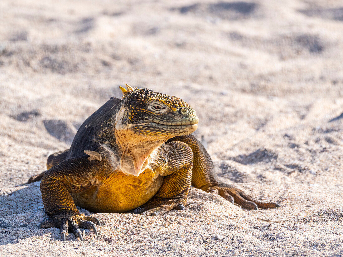 An adult Galapagos land iguana (Conolophus subcristatus), basking on North Seymour Island, Galapagos Islands, UNESCO World Heritage Site, Ecuador, South America