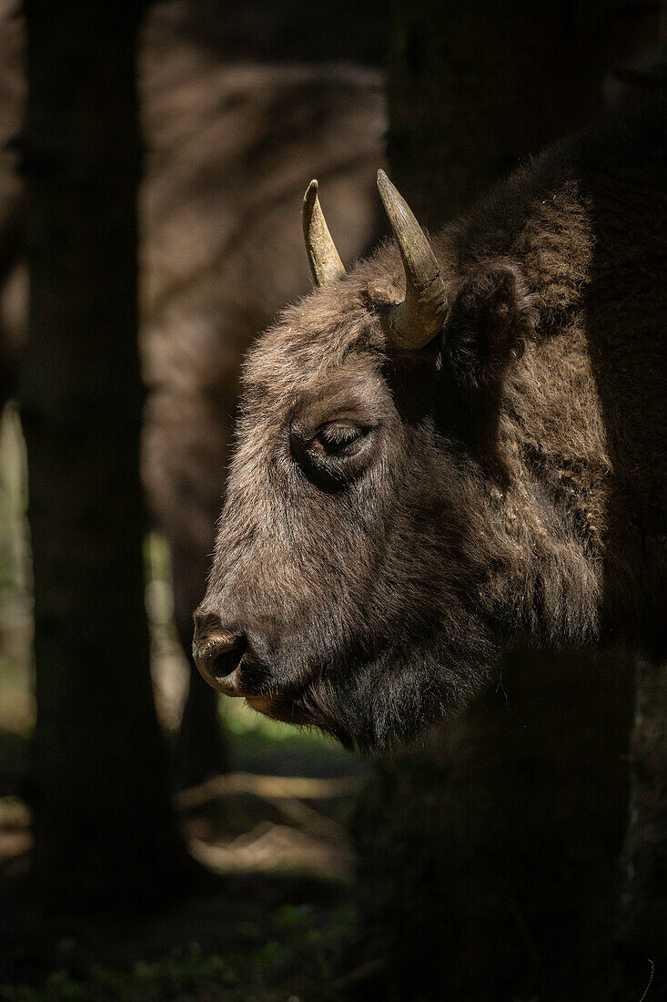 European Bison, Dambovita Valley, Arges County, Muntenia, Romania, Europe