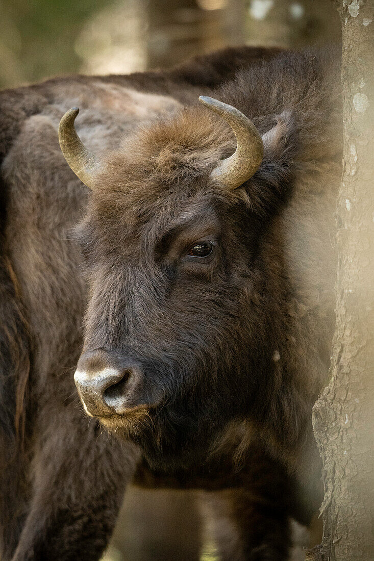 Europäischer Wisent, Dambovita-Tal, Kreis Arges, Muntenien, Rumänien, Europa