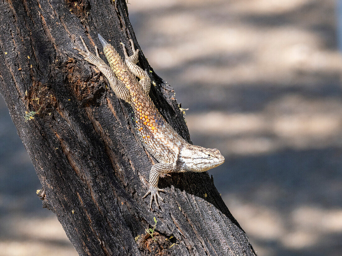 Eine ausgewachsene Wüstenstachelechse (Sceloporus magister), Brandi Fenton Park, Tucson, Arizona, Vereinigte Staaten von Amerika, Nordamerika