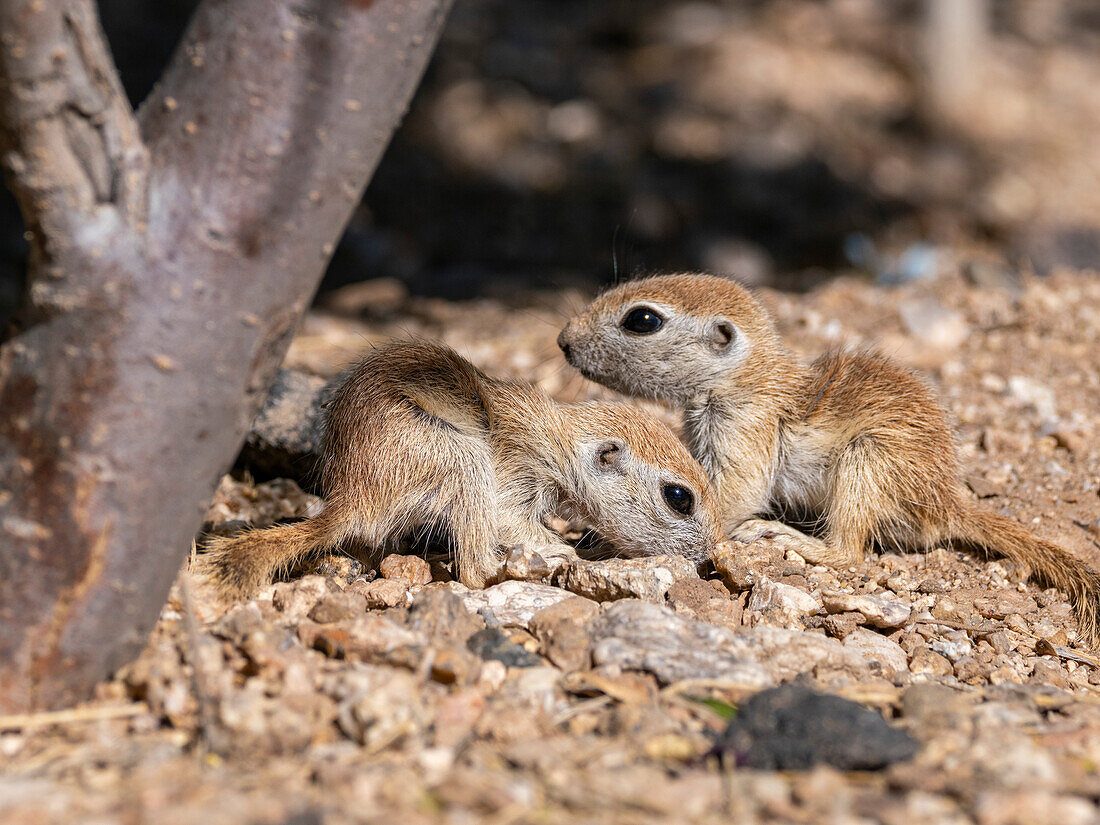 Rundschwanz-Erdhörnchen (Xerospermophilus tereticaudus), Brandi Fenton Park, Tucson, Arizona, Vereinigte Staaten von Amerika, Nordamerika