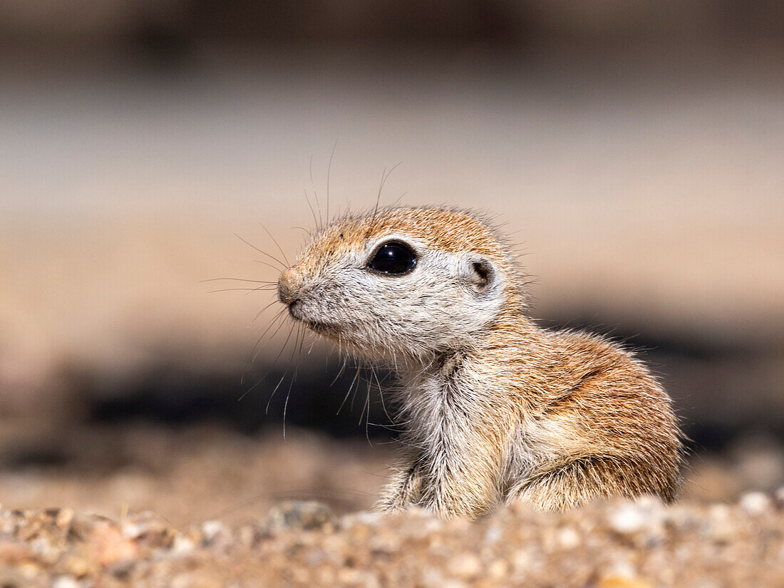 Round-tailed ground squirrel (Xerospermophilus tereticaudus), Brandi Fenton Park, Tucson, Arizona, United States of America, North America