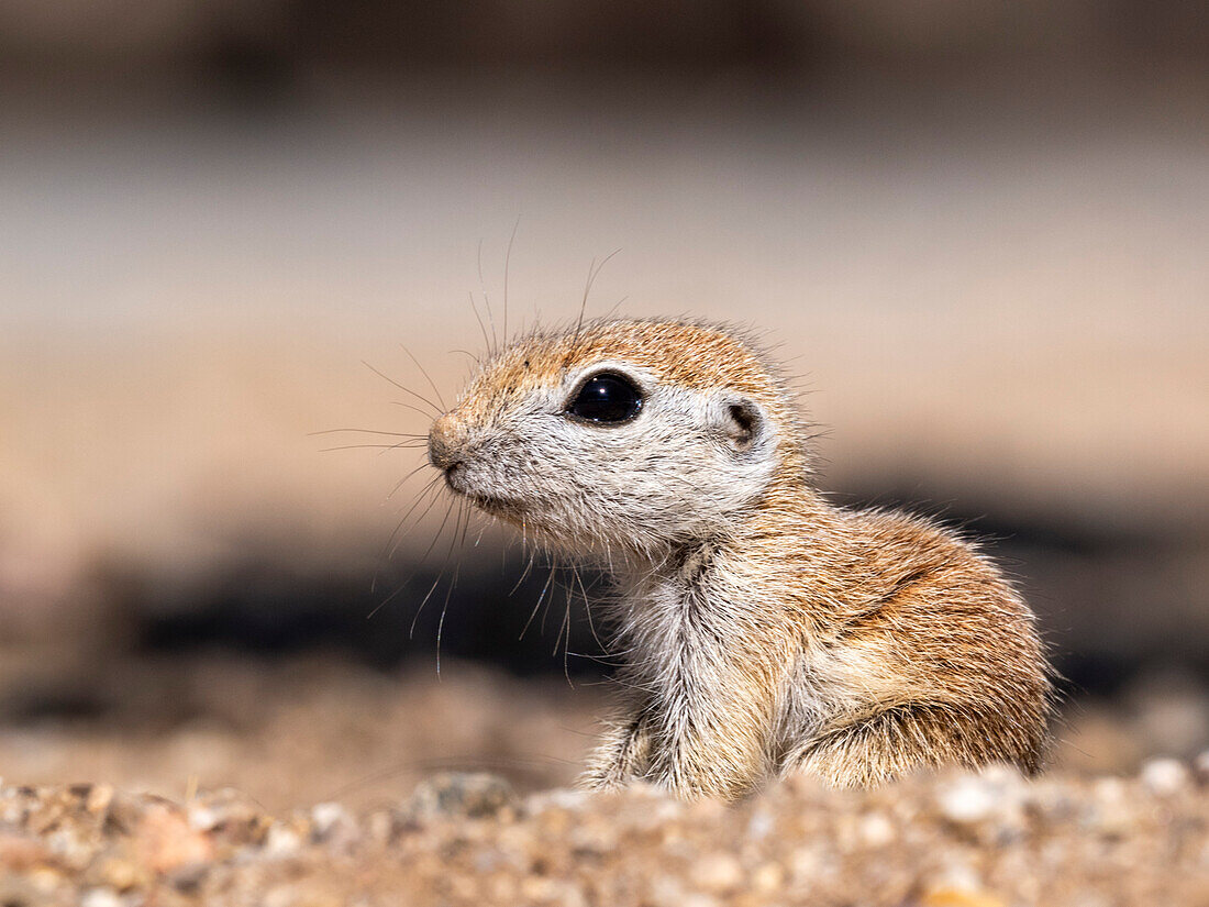 Rundschwanz-Erdhörnchen (Xerospermophilus tereticaudus), Brandi Fenton Park, Tucson, Arizona, Vereinigte Staaten von Amerika, Nordamerika