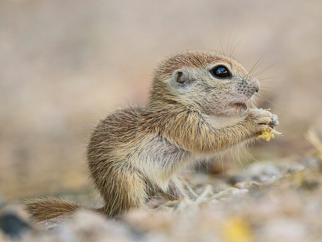 Rundschwanz-Erdhörnchen (Xerospermophilus tereticaudus), Brandi Fenton Park, Tucson, Arizona, Vereinigte Staaten von Amerika, Nordamerika