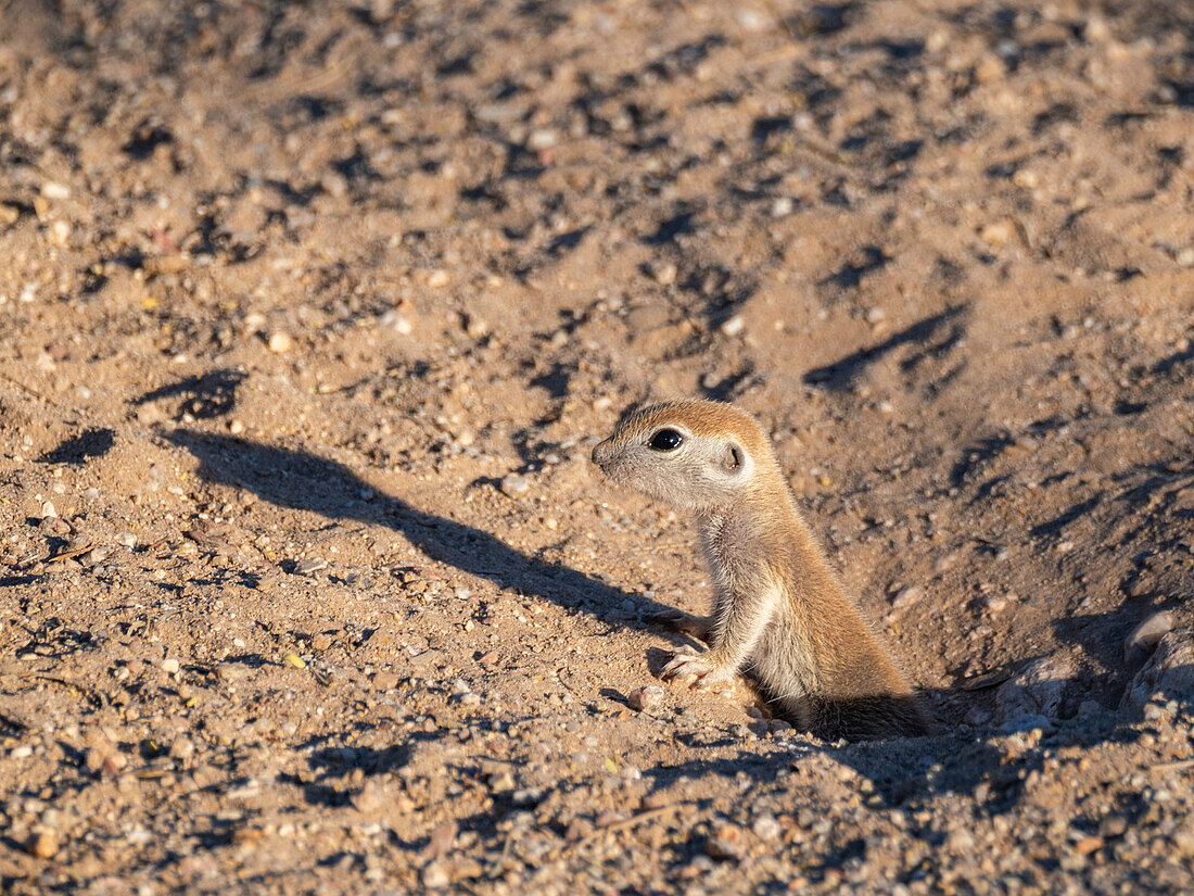 Rundschwanz-Erdhörnchen (Xerospermophilus tereticaudus), Brandi Fenton Park, Tucson, Arizona, Vereinigte Staaten von Amerika, Nordamerika