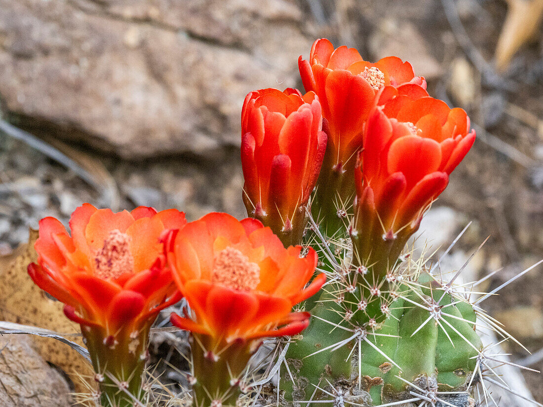 A flowering scarlet hedgehog cactus (Echinocereus coccineus), Big Bend National Park, Texas, United States of America, North America