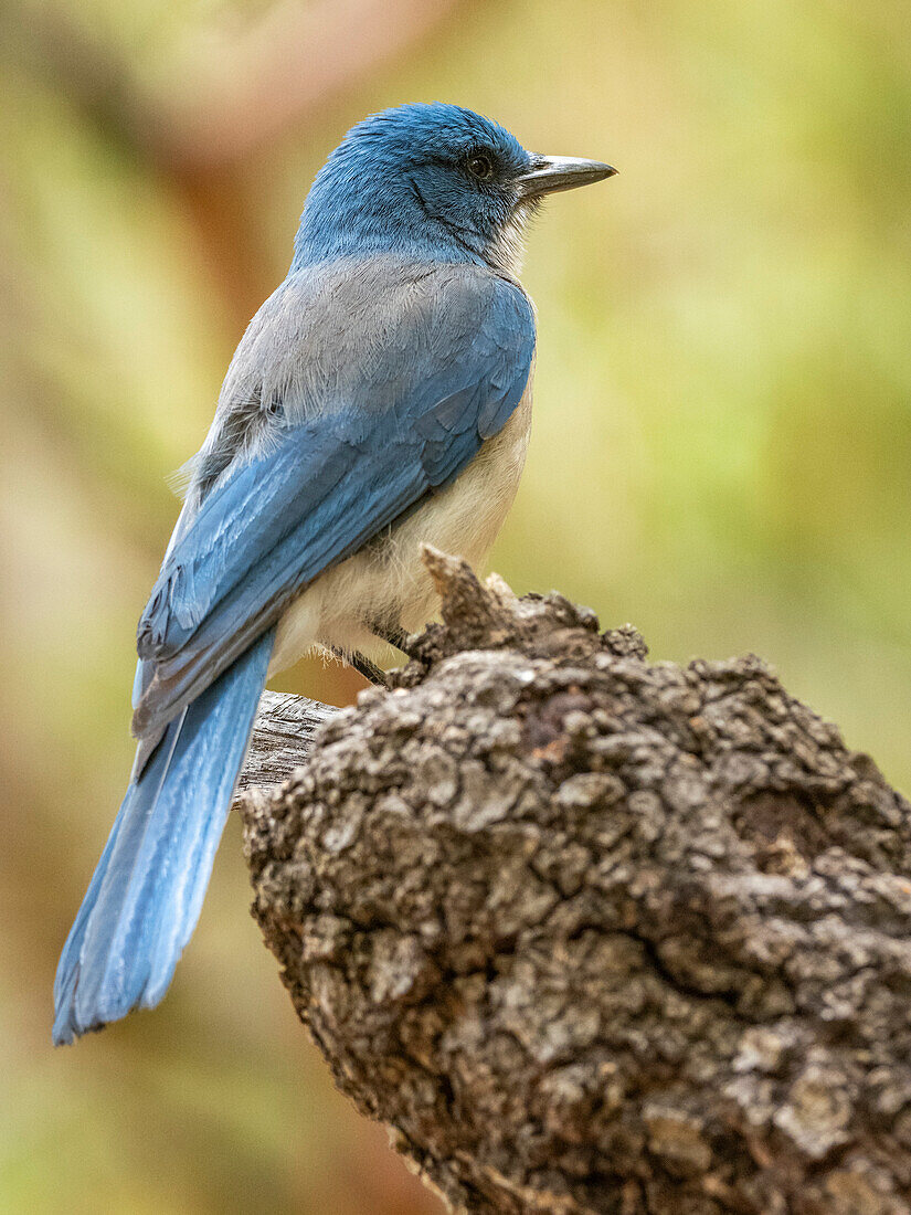 An adult Mexican jay (Aphelocoma wollweberi), Big Bend National Park, Texas, United States of America, North America