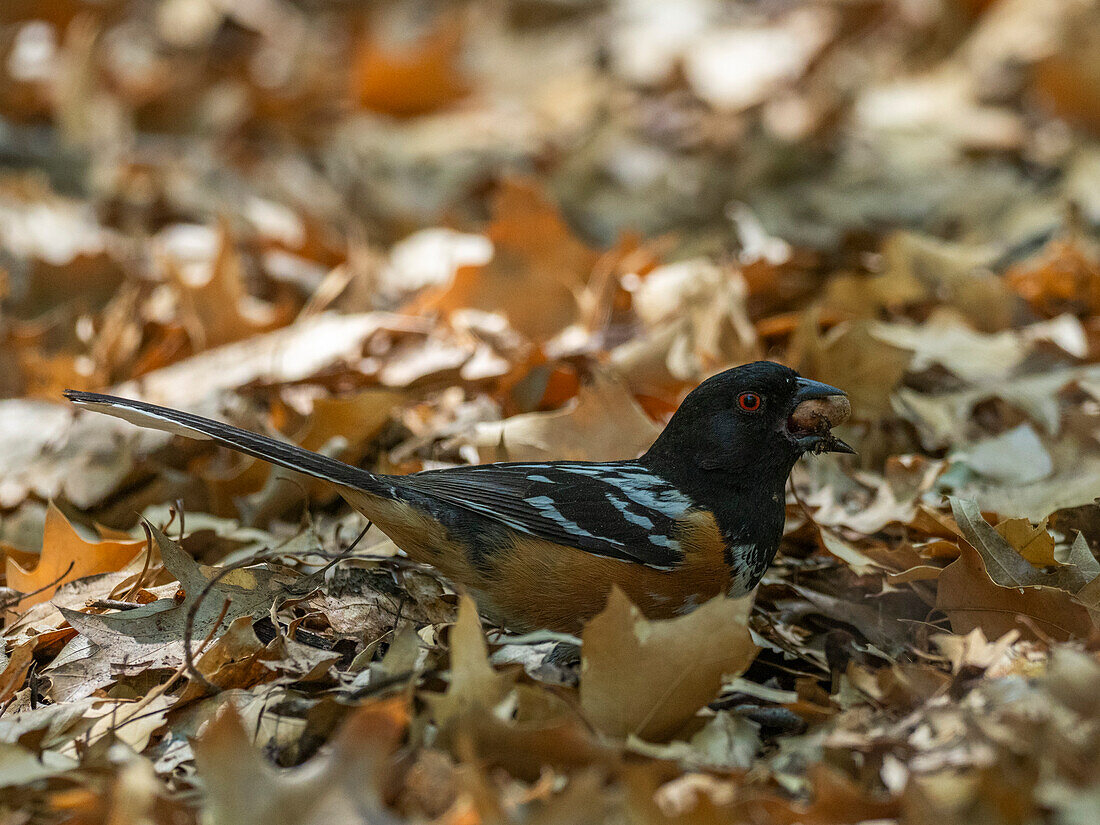 An adult Scotts oriole (Icterus parisorum), Big Bend National Park, Texas, United States of America, North America