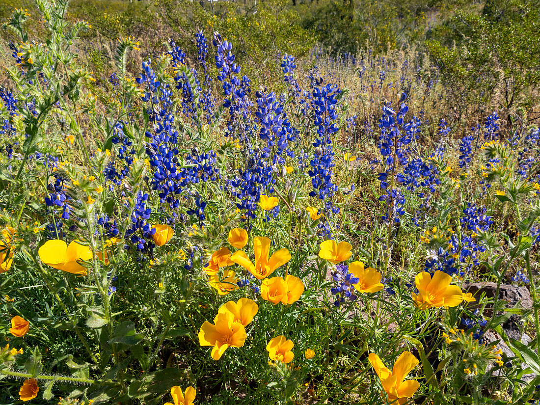 Wild flowers in bloom after a particularly good rainy season at Picacho Peak State Park, Arizona, United States of America, North America