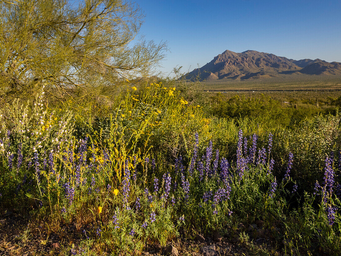 Wild flowers in bloom after a particularly good rainy season at Picacho Peak State Park, Arizona, United States of America, North America