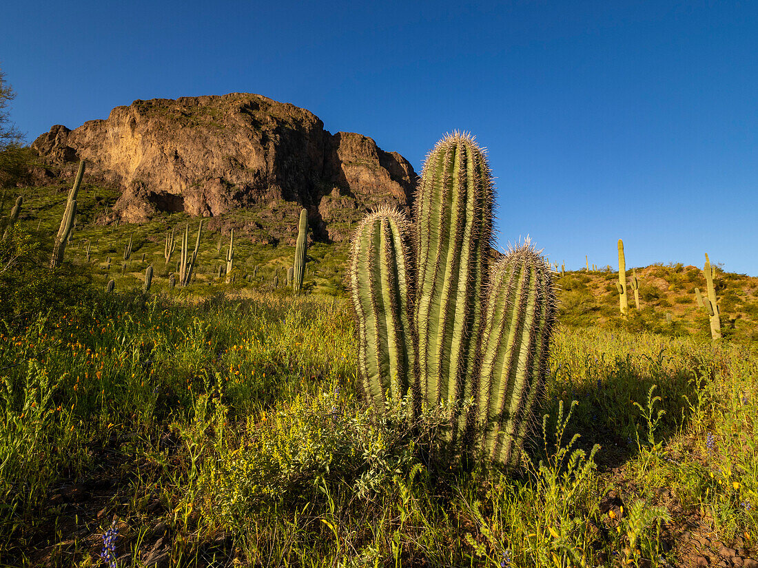 Saguaro-Kakteen (Carnegiea gigantea) säumen das Land um den Picacho Peak, Picacho Peak State Park, Arizona, Vereinigte Staaten von Amerika, Nordamerika